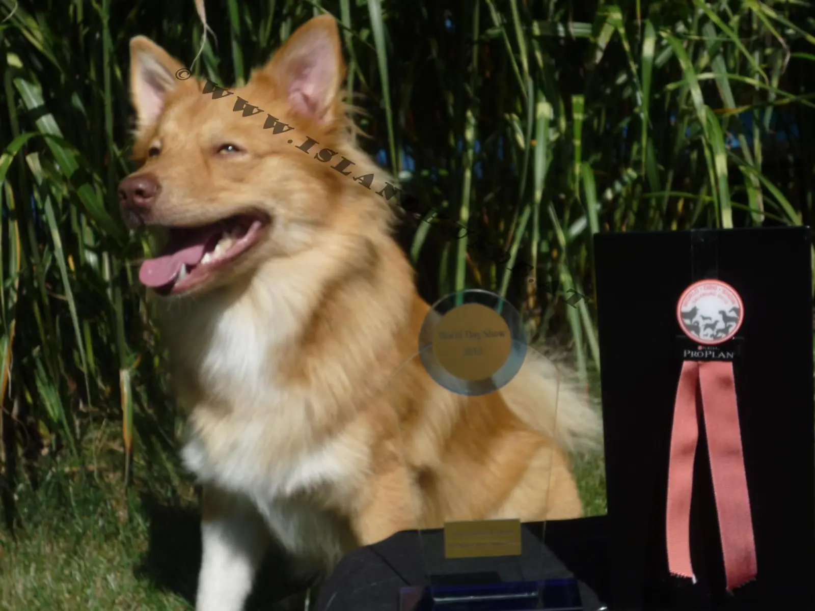 Arons Erfolg bei der WDS 2012